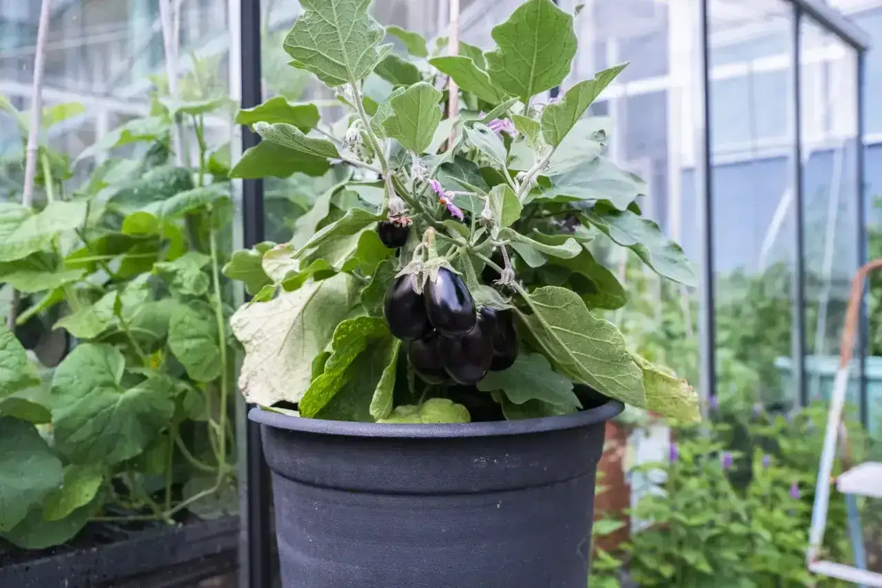 En kruka med en planta som bär flera små, mörka auberginer. Det är en fin syn att se hur man kan odla aubergine i kruka.