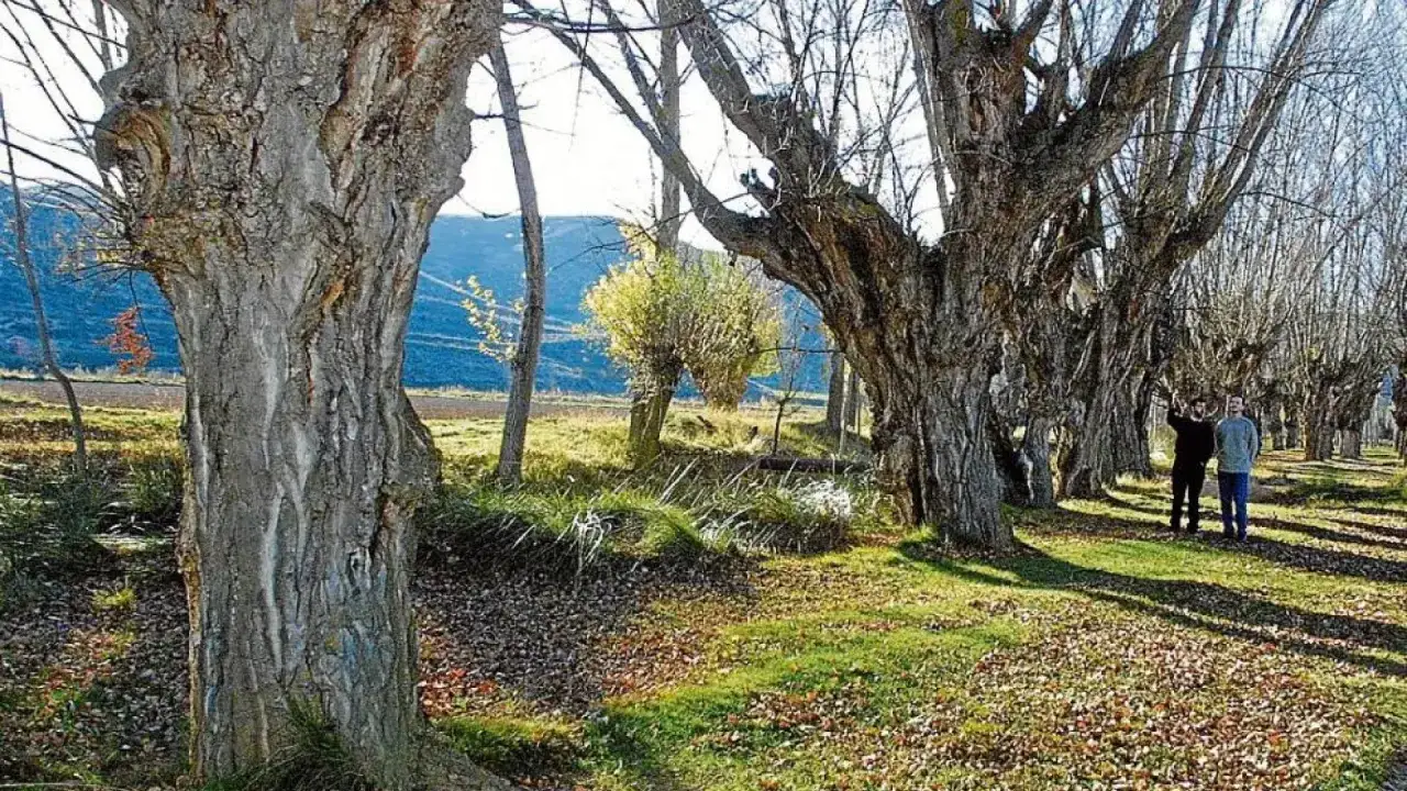 Dos personas disfrutan de un arbolado paseo m&aacute;gico en Arbancon, con &aacute;rboles centenarios y hojas ca&iacute;das creando un paisaje oto&ntilde;al.