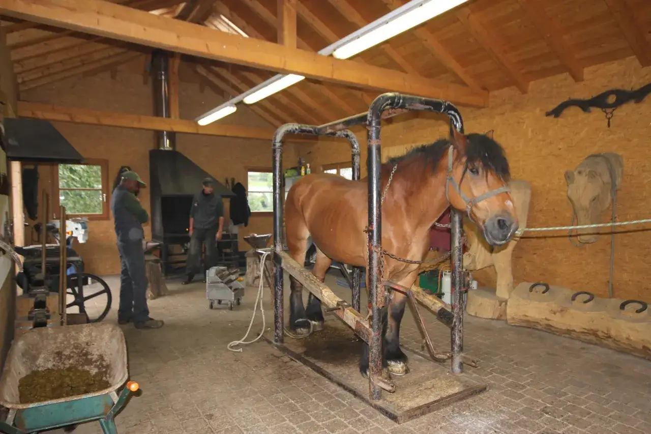Un poid lourd chevaux est dans un box de contention dans une forge. Des hommes s'affairent autour.