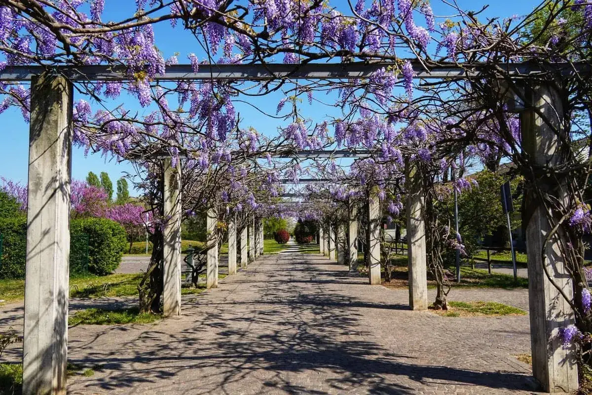 Ein Weg unter blühendem Glyzinien-Pergola, ein versteckter Ort in Florenz.