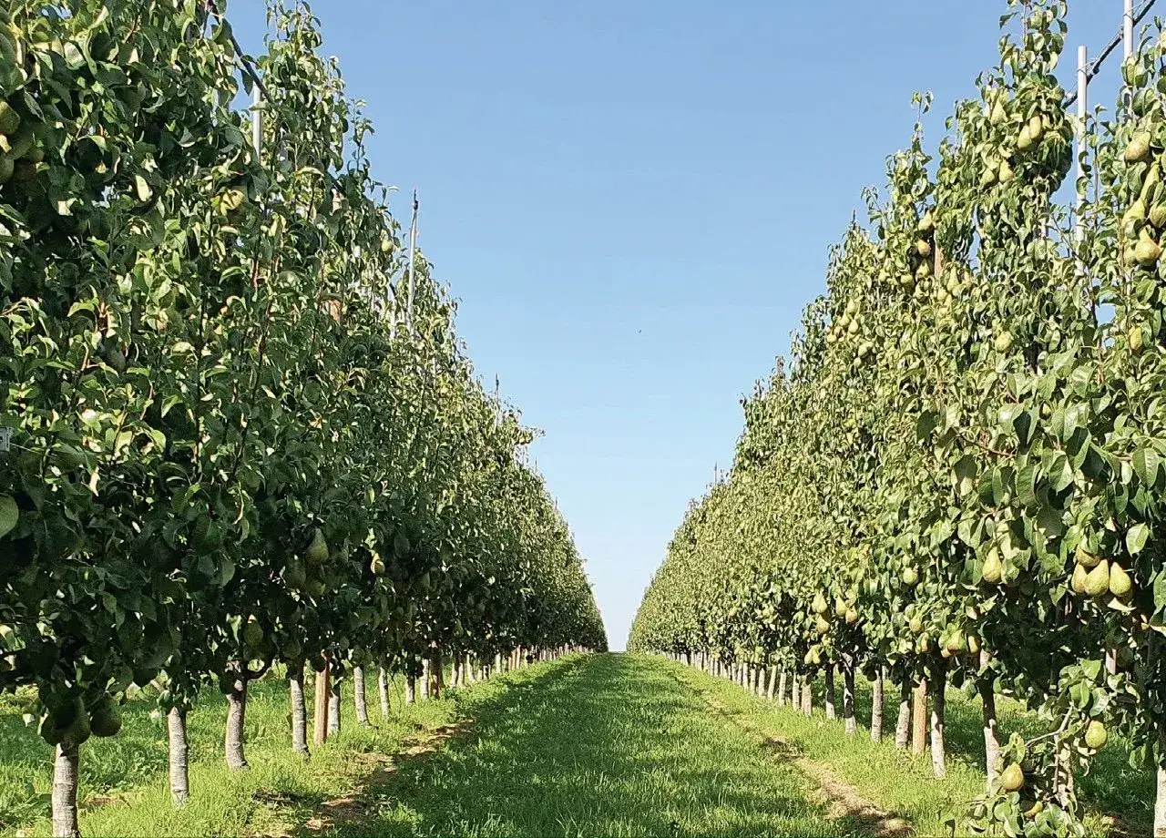 Rząd drzew gruszy (pyrus) z owocami pod błękitnym niebem.