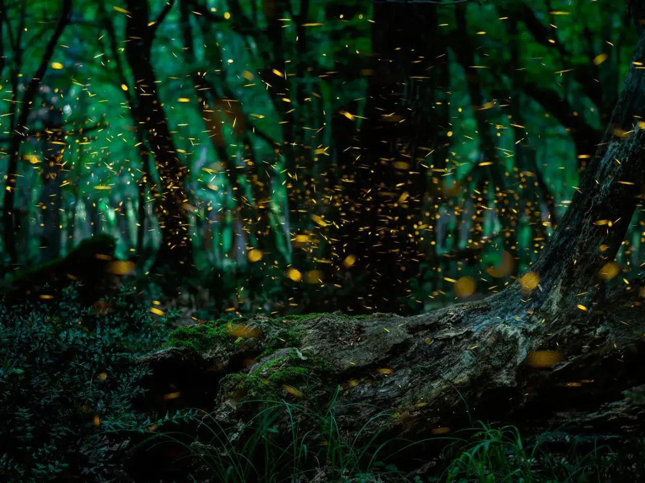 Bosque español iluminado por miles de luciérnagas danzantes. Un espectáculo mágico de luces en la naturaleza.