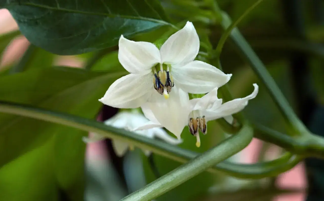 Vita chilifjärilar som hjälper till att pollinera chiliplantan.