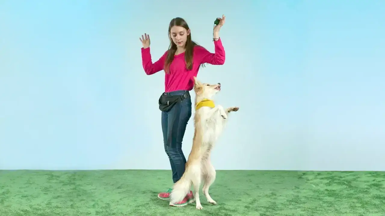 Ein M&auml;dchen trainiert ihren Hund f&uuml;r anspruchsvolle Hundetricks. Der Hund steht aufrecht und schaut erwartungsvoll nach oben.