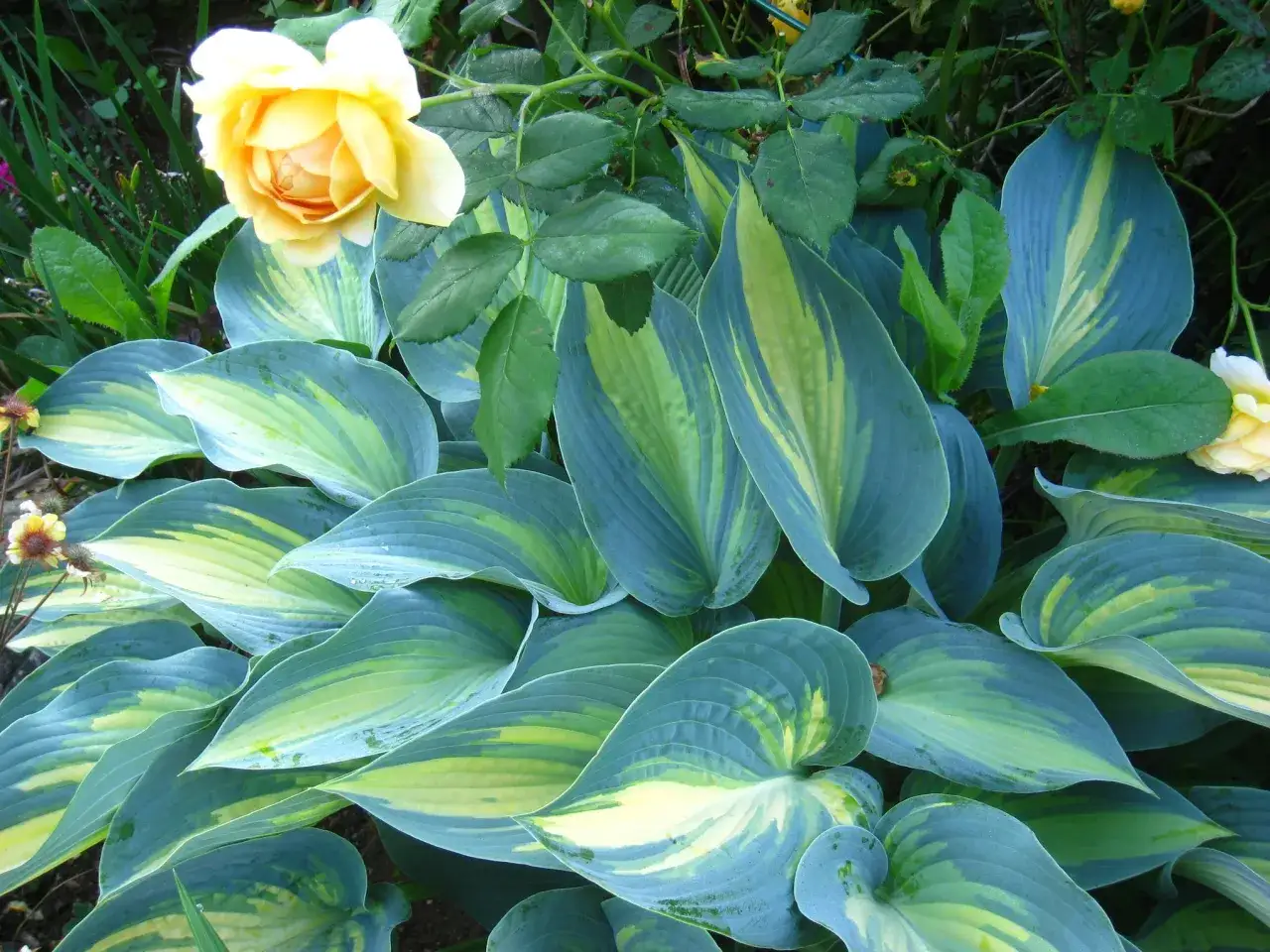 A lush garden scene showcasing variegated hosta types with striking blue-green and yellow leaves, complemented by a delicate yellow rose.