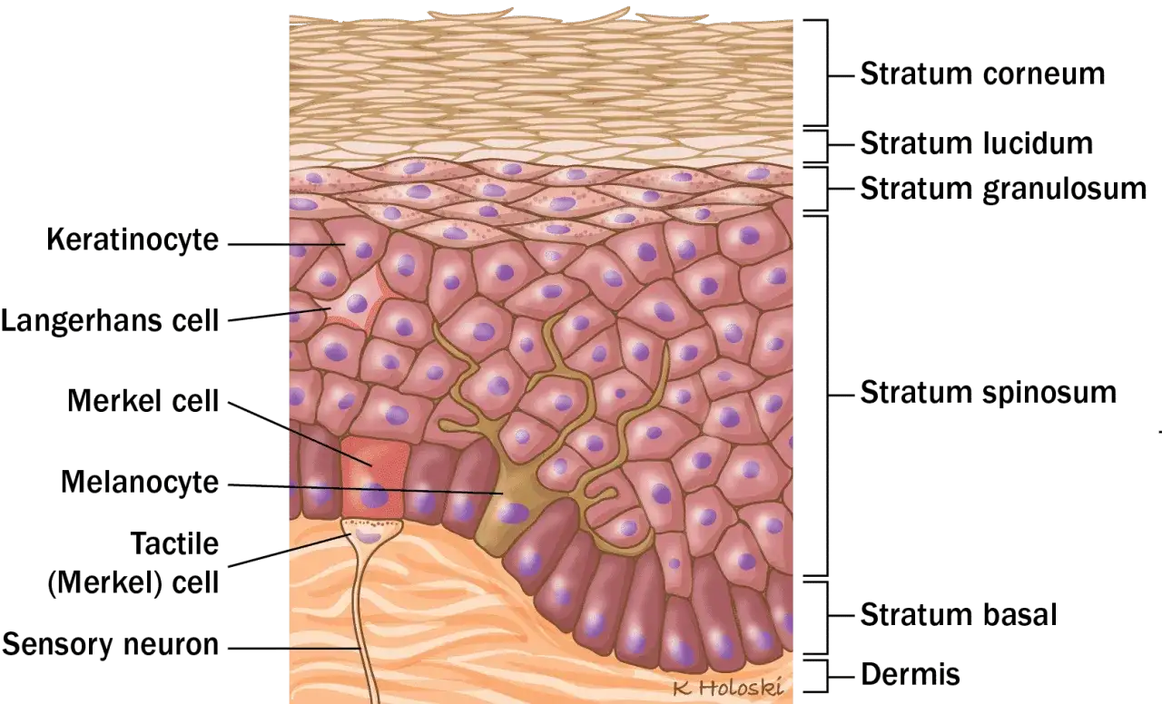 Przekrój przez skórę: warstwy naskórka (stratum corneum, lucidum, granulosum, spinosum, basale) i dermis, z zaznaczonymi komórkami (keratynocyty, melanocyty, komórki Merkla) i neuronem czuciowym.