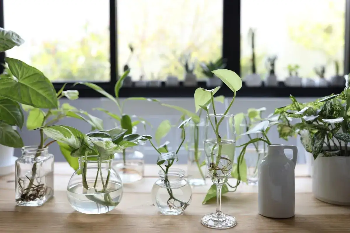 Varias plantas en agua, con raíces visibles, dispuestas en diferentes recipientes de vidrio y cerámica sobre una mesa de madera.