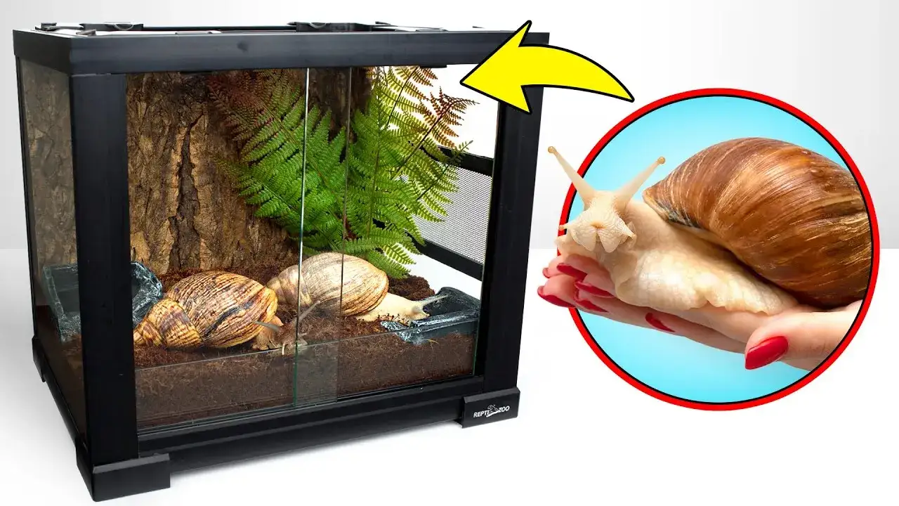 Wystrój terrarium dla ślimaka