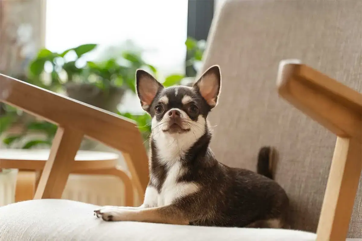 Chihuahua, uno de los razas de perros peque&ntilde;os y cari&ntilde;osos, descansa en un sill&oacute;n, con plantas verdes al fondo.