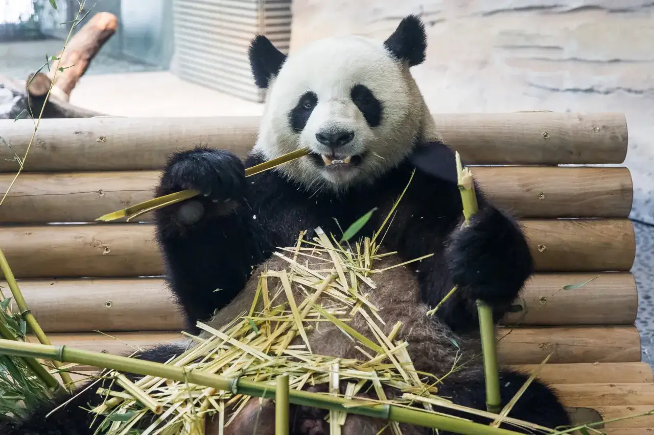 Ein Panda im zoologischen Garten knabbert gen&uuml;sslich Bambus.
