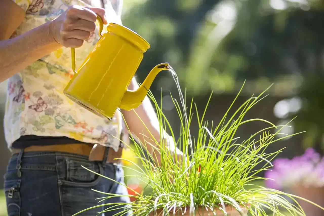 Donna annaffia le piante con un'annaffiatoio giallo. Scopri come togliere il calcare dall'acqua per innaffiare le piante e mantenerle sane.