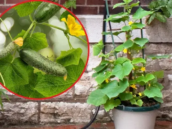 ogórki w skrzyniach różne typy pojemników balkon