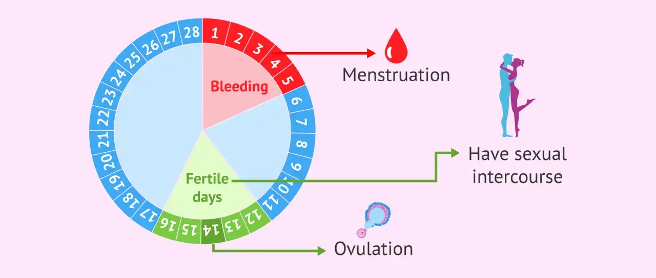 Zyklusübersicht: Menstruation, fruchtbare Tage und Ovulationsphase wann. Sexuelle Aktivität für Empfängnis.