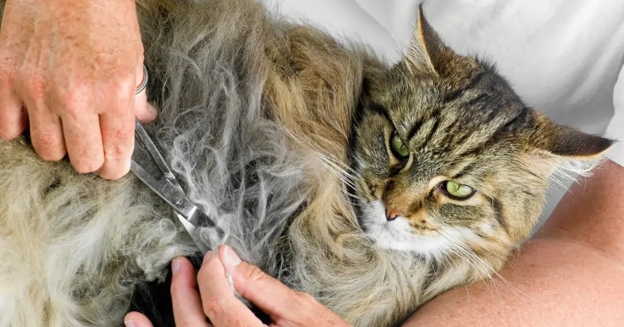 En person klipper försiktigt pälsen på en vacker, långhårig katt med gröna ögon.