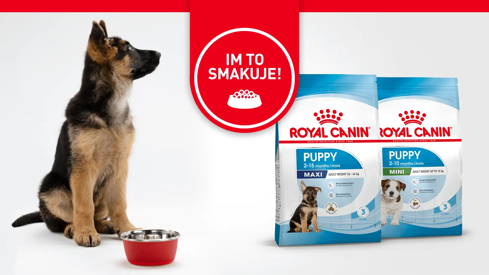 Szczeniak owczarka niemieckiego czeka na karmę Royal Canin Puppy. Zastanawiasz się, jakie witaminy dla szczeniaka są najlepsze?