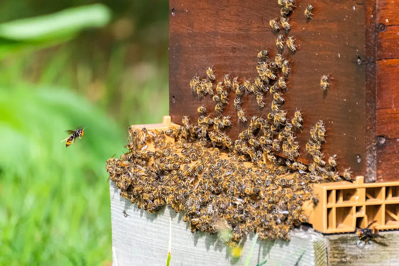 Eine asiatische Hornisse fliegt auf einen Bienenstock zu, w&auml;hrend Bienen auf dem Holz und dem Boden krabbeln.