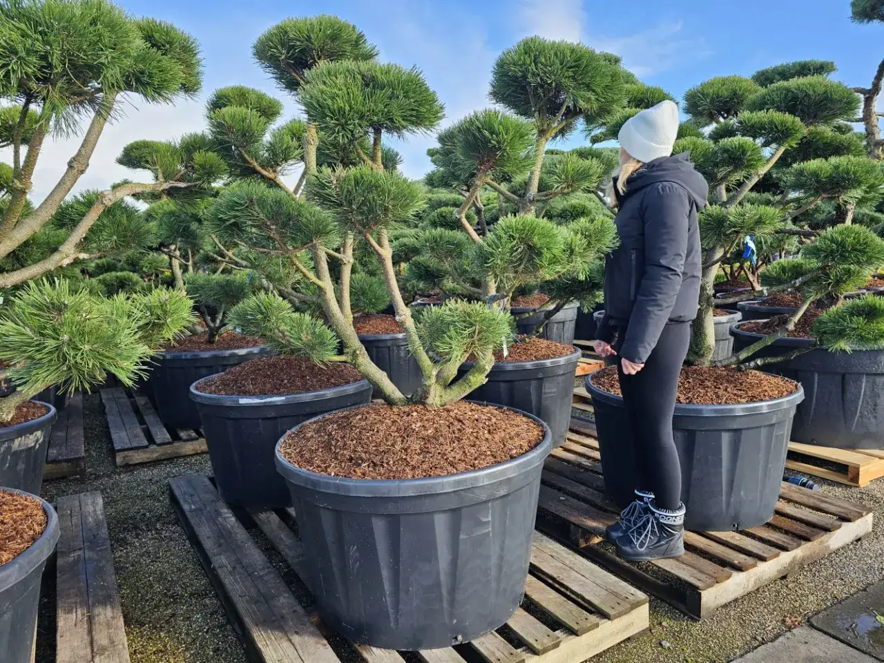bonsai sosna ogrodowa