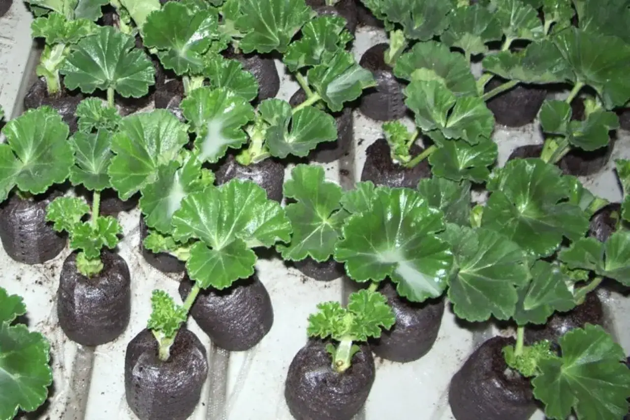 Młode sadzonki pelargonii w bryłach torfowych, gotowe do dalszej uprawy. Pokazują, jak zrobić sadzonki pelargonii.