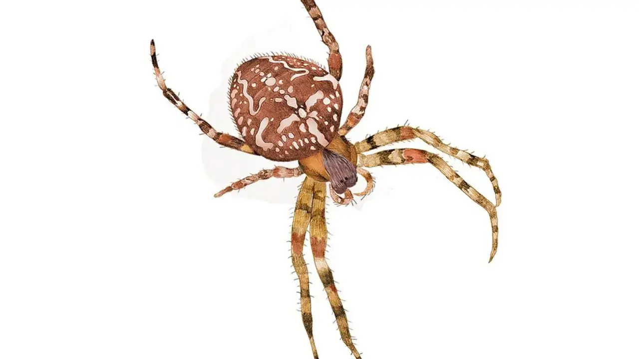 En detaljerad illustration av en spindel med brun och vitprickig bakkropp, typisk f&ouml;r spindlar inomhus i Sverige.