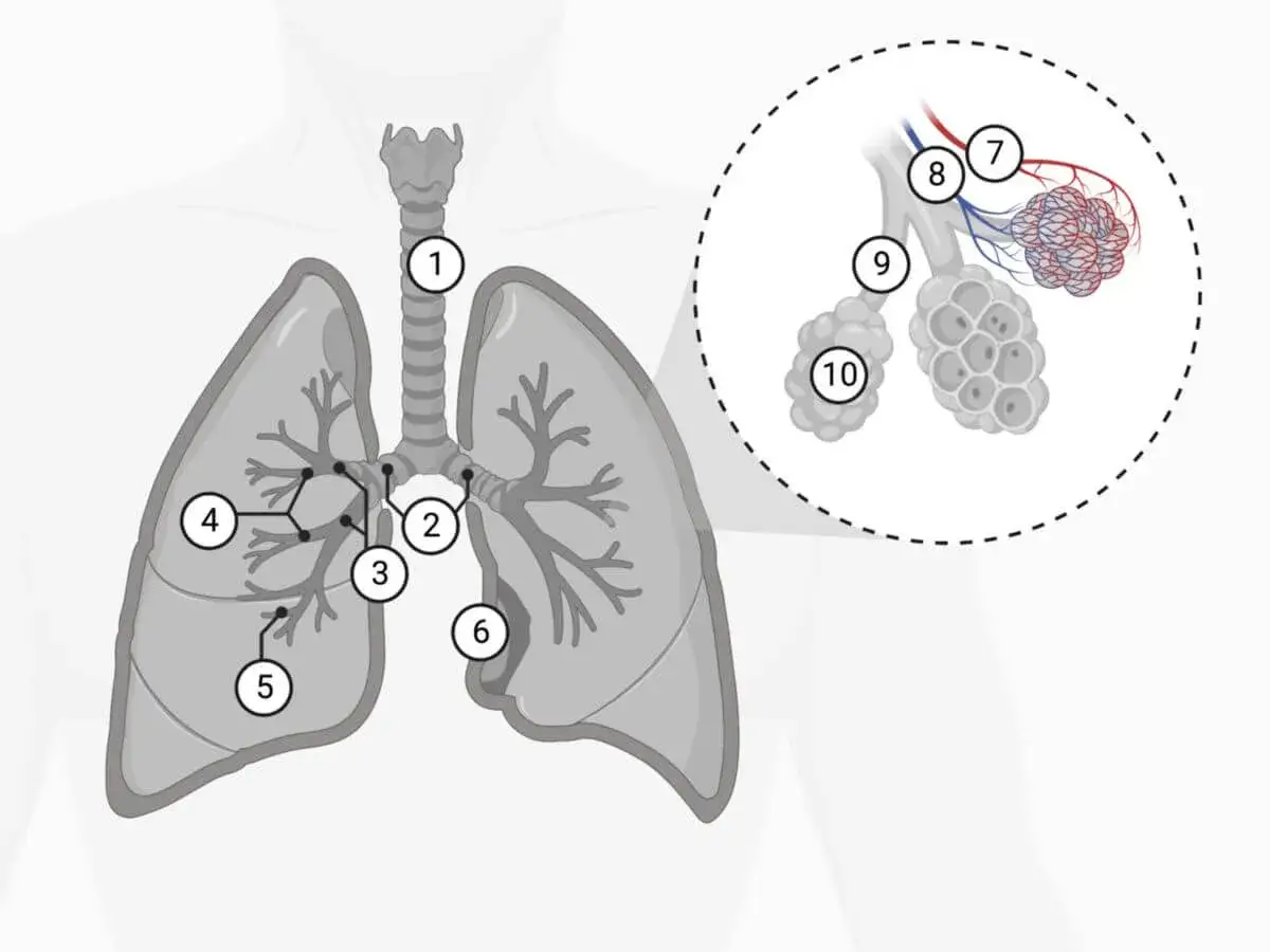 Lungenanatomie mit markierten Strukturen. Nummer 3 zeigt den hilus lymphknoten, wo sich die Lunge mit Blutgef&auml;&szlig;en und Bronchien verbindet.