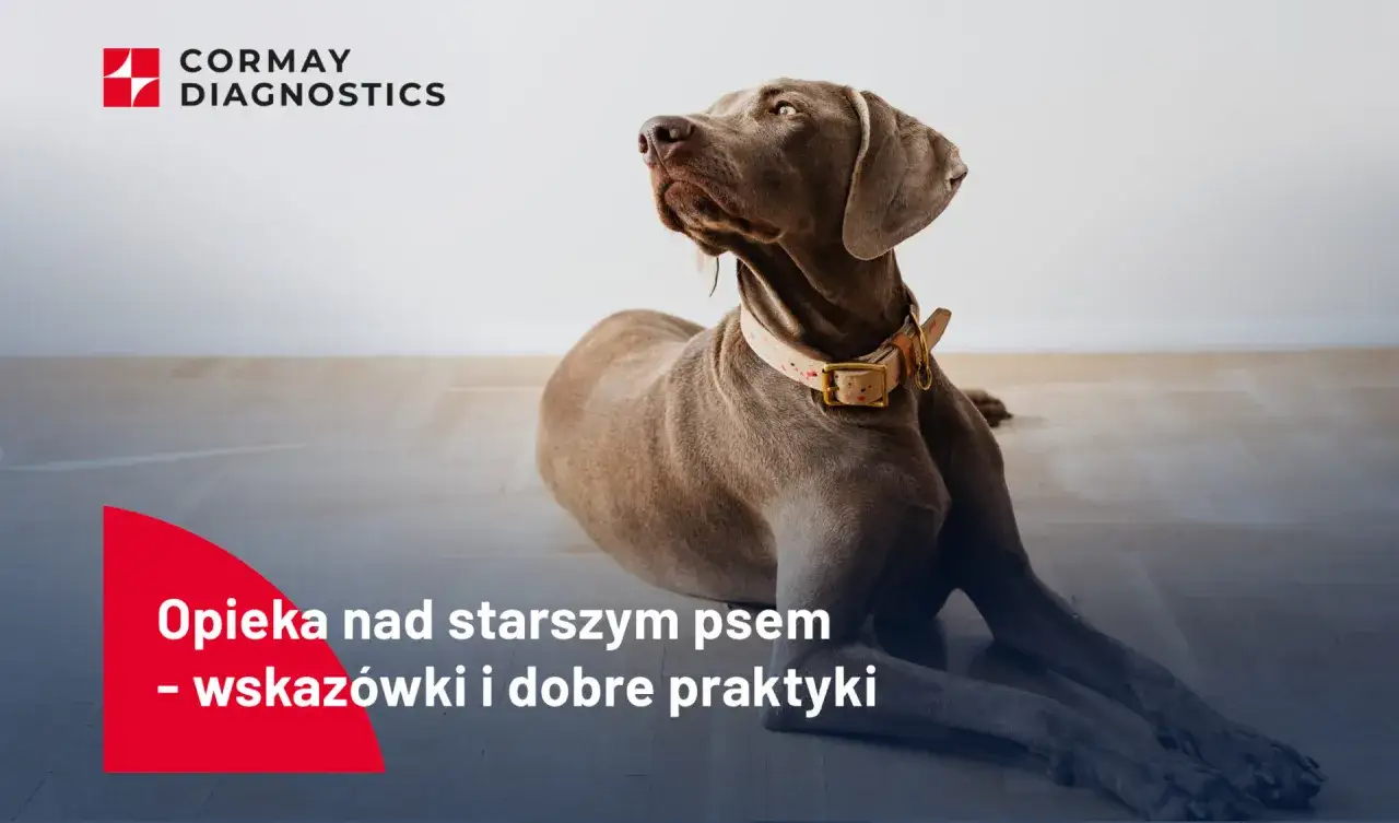 Starszy pies, który ma 16 lat, ile to ludzkich lat? Dowiedz się, jak zapewnić mu najlepszą opiekę.