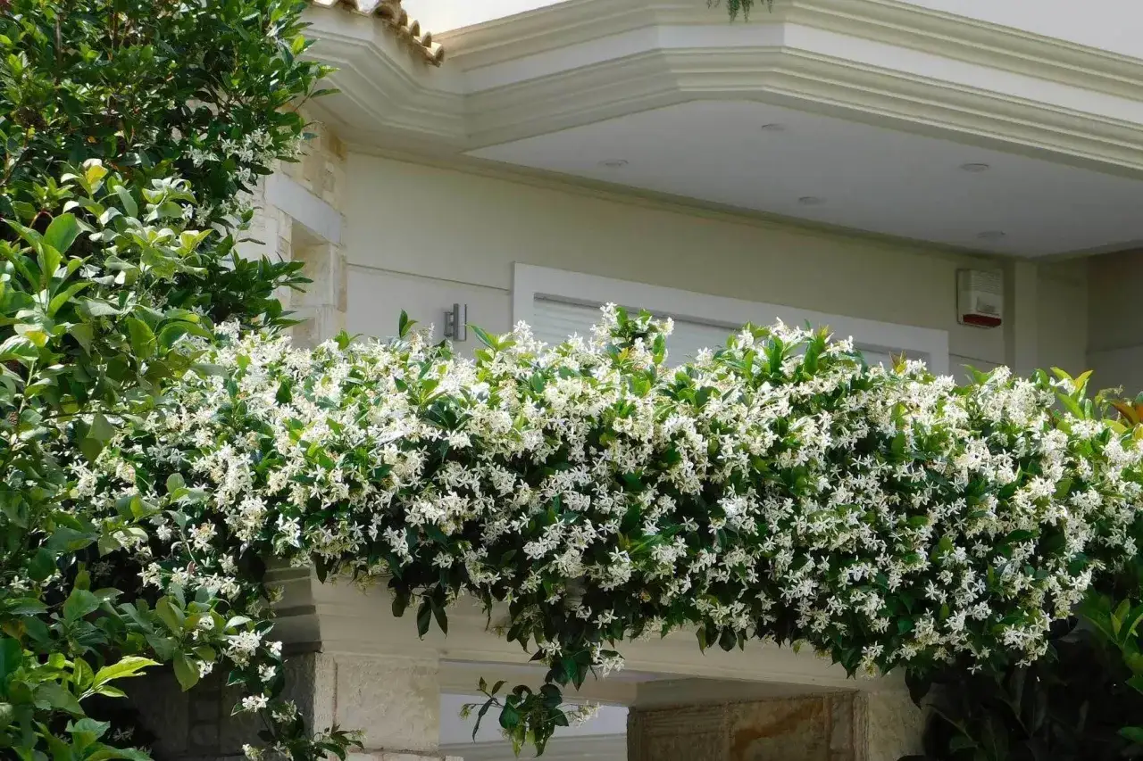 &Uuml;ppige, wei&szlig;e Jasminblumen ranken sich &uuml;ber eine Hausfassade und verstr&ouml;men ihren Duft.