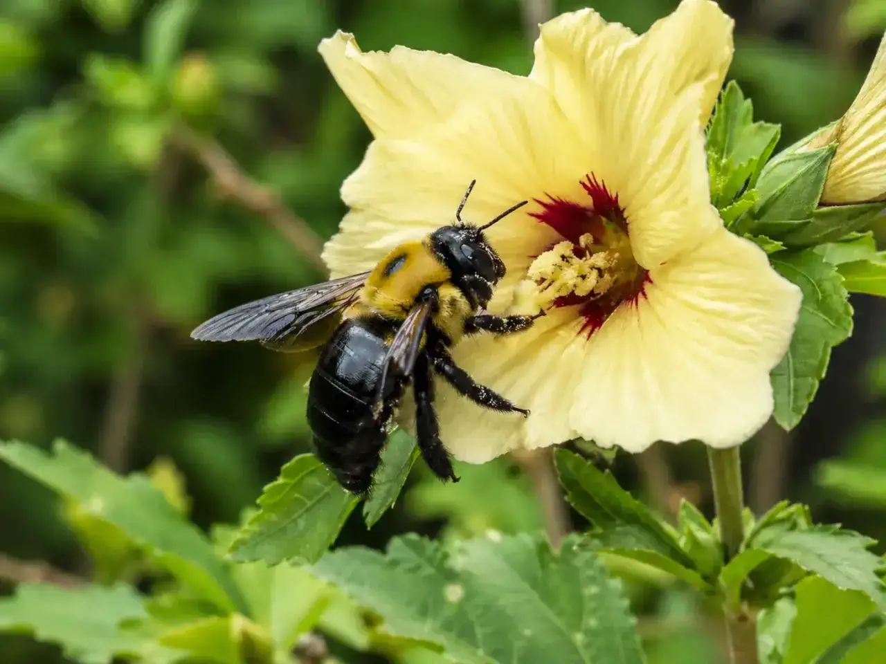 Une abeille charpentière, noire et jaune, butine une fleur d'hibiscus jaune pâle.
