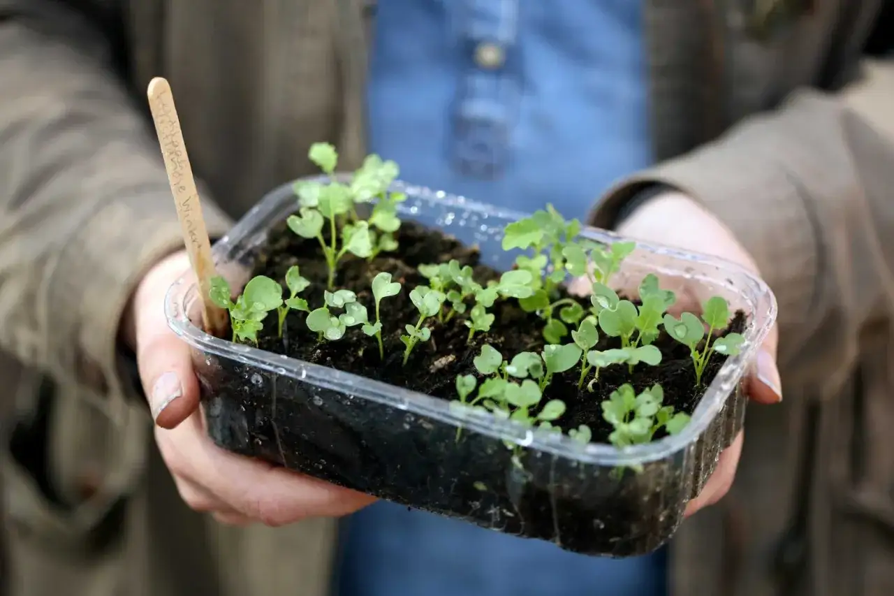 Små plantor i en plastlåda, redo för vintersådd blommor. En träpinne med text syns i lådan.