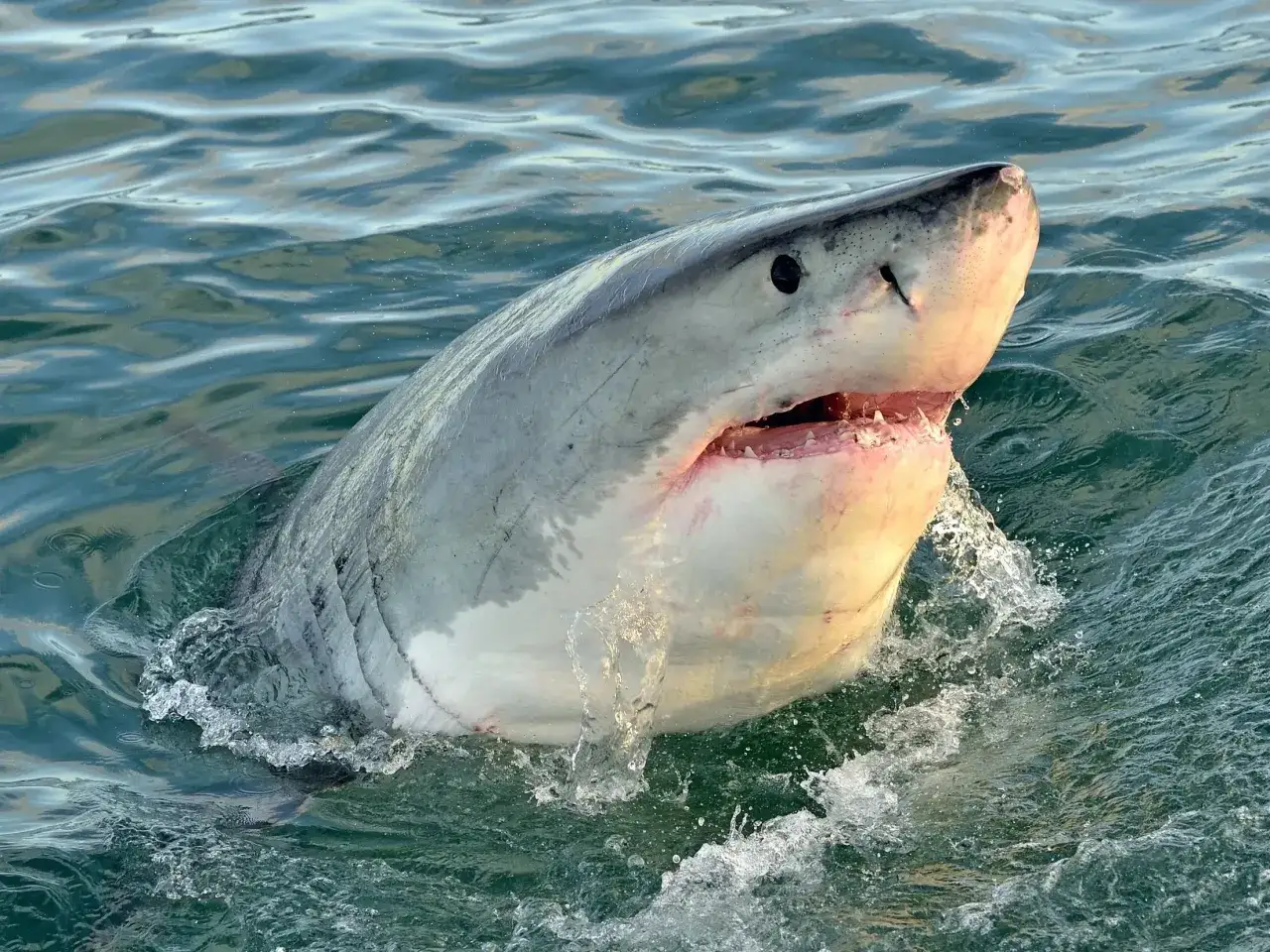 Wielki biały rekin wynurza się z wody. Czy w morzu tyrreńskim są rekiny? Tak, ten drapieżnik pływa w oceanach.