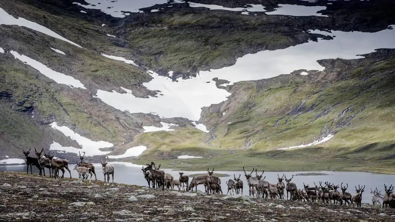 En flock renar betar vid en sjö i fjällen, omgivna av snöfläckar och gröna sluttningar. Vackra samiska ord beskriver denna storslagna natur.