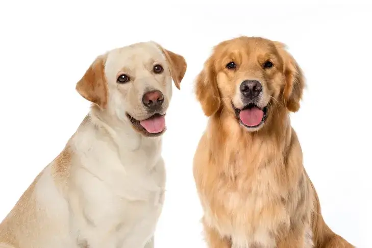 labrador i golden retriever obok siebie porównanie
