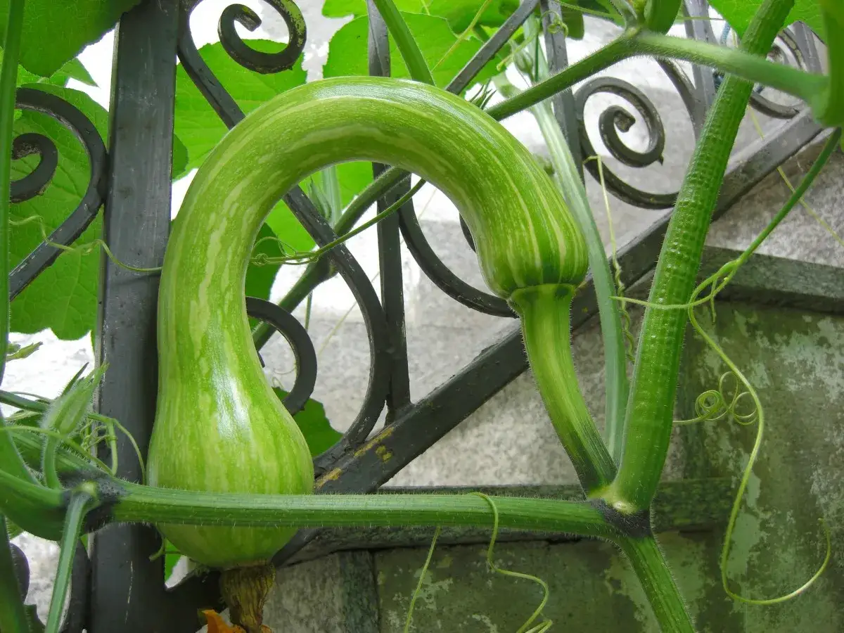Una zucchina trombetta verde, con striature chiare, si curva aggraziata su un traliccio di ferro battuto, tra foglie rigogliose.