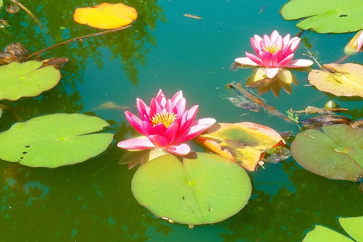 Deux n&eacute;nuphars roses &eacute;closent &agrave; la surface d'une eau verte, leurs feuilles flottant paisiblement.