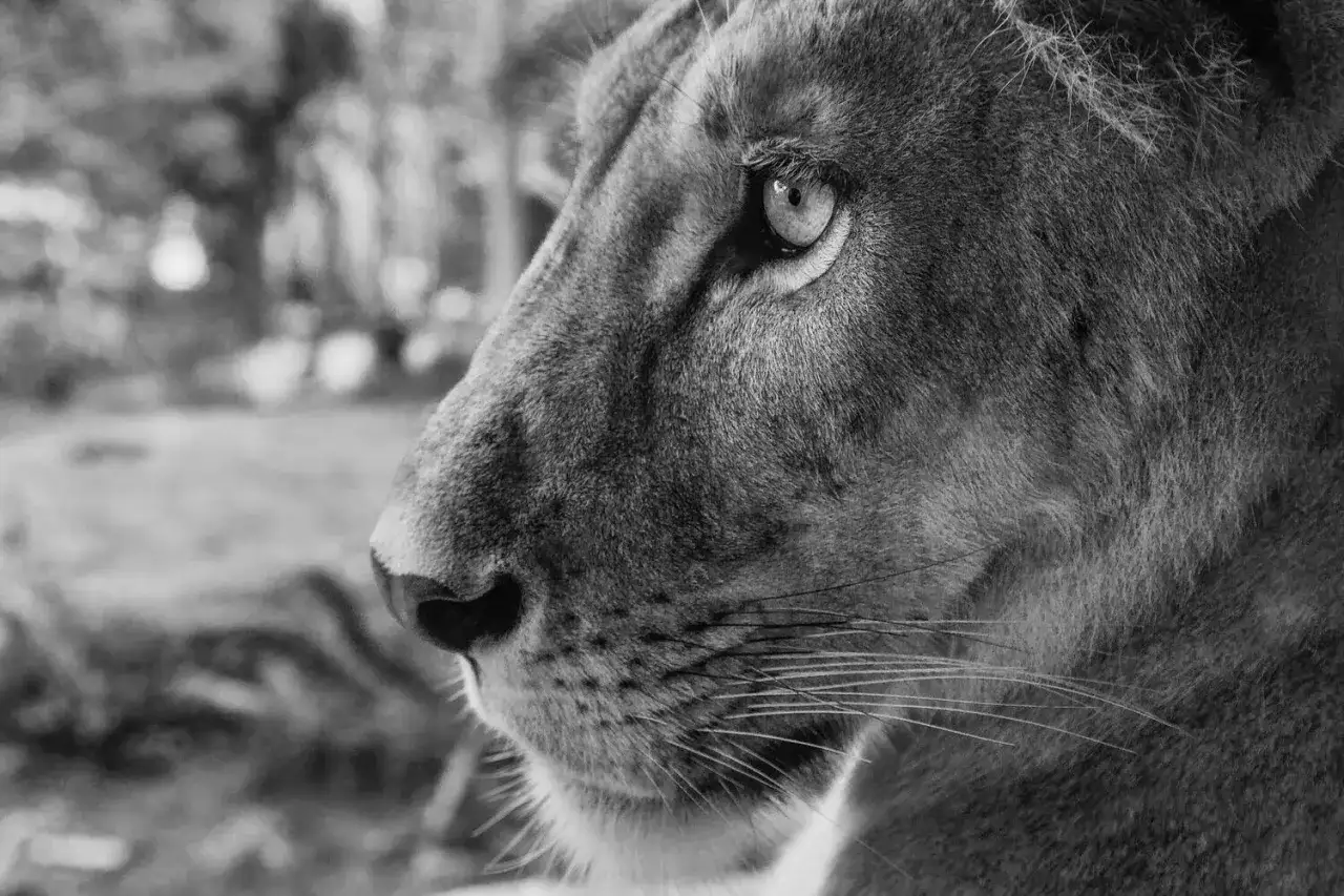 A close-up of a lioness's face, captured in striking zoo photography. Her piercing eye and whiskers are in sharp focus against a blurred background.