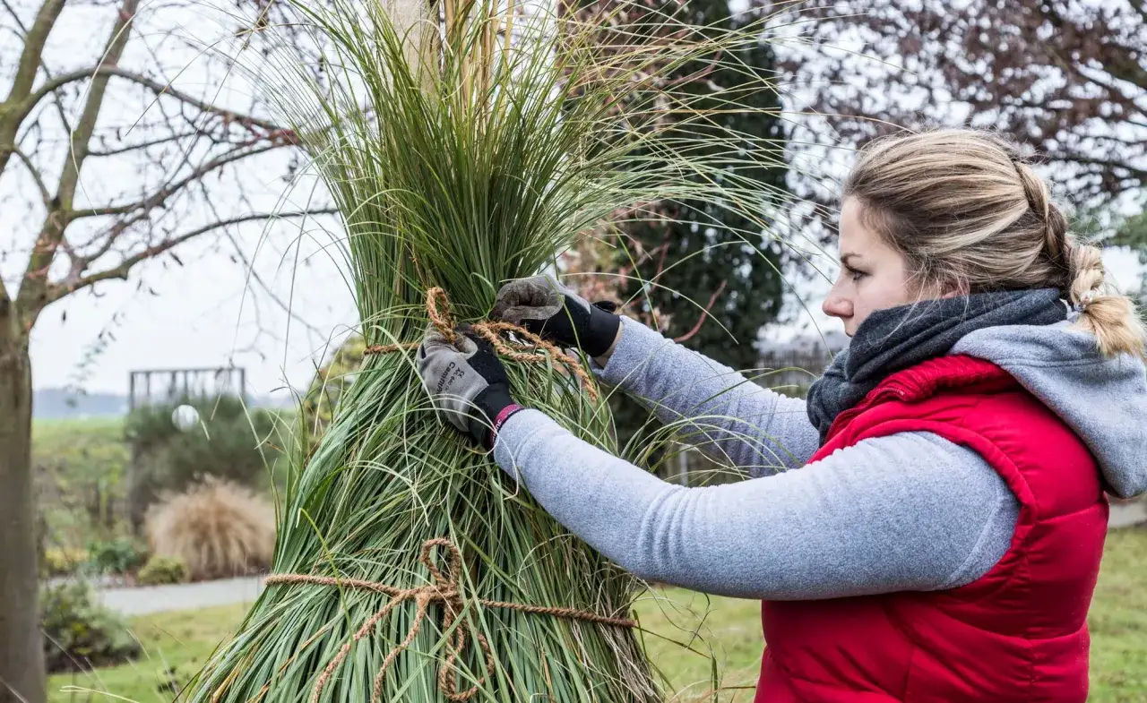 Frau bindet Pampasgras zusammen, um es vor dem Winter zu schützen.