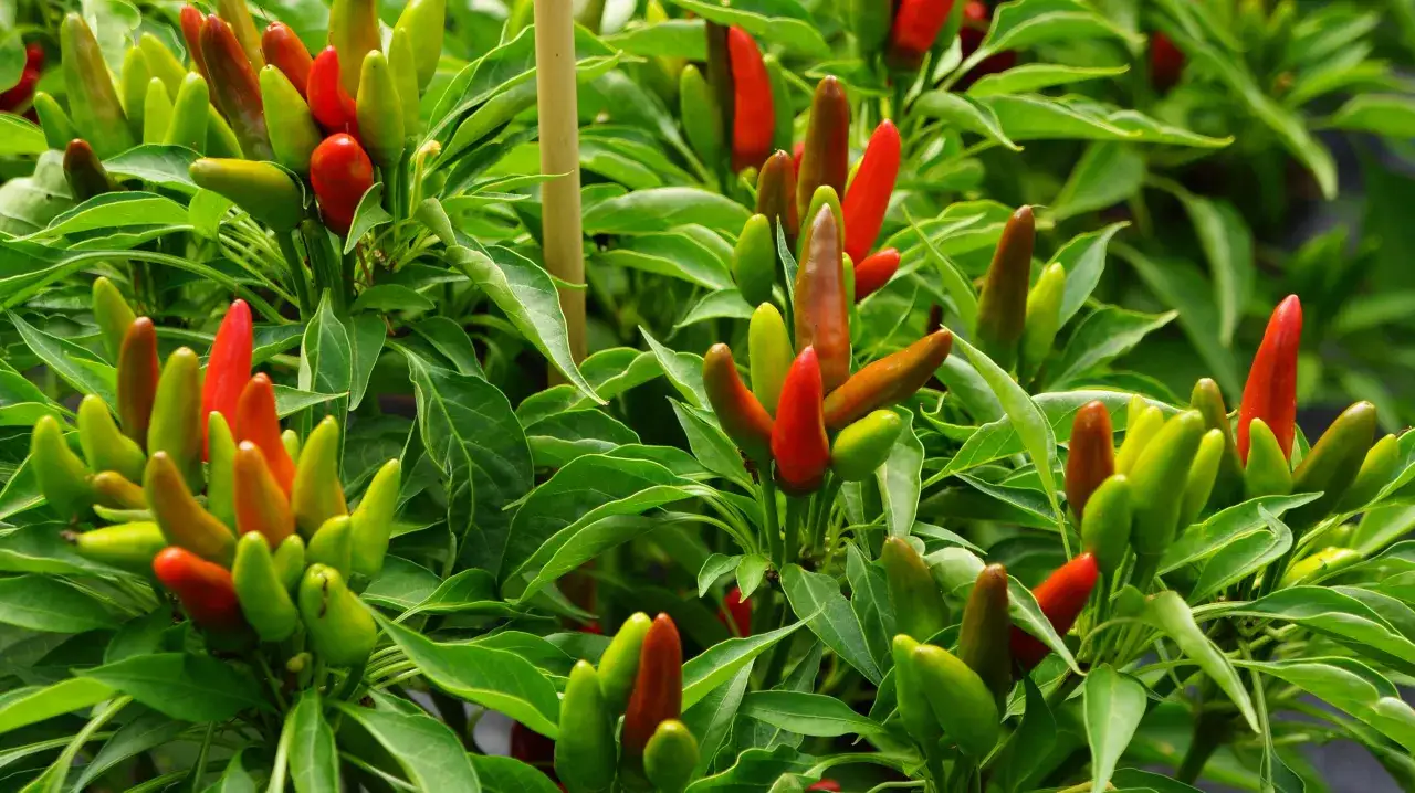 Nahaufnahme von vielen grünen und roten Chilischoten an ihren peperoni pflanzen.