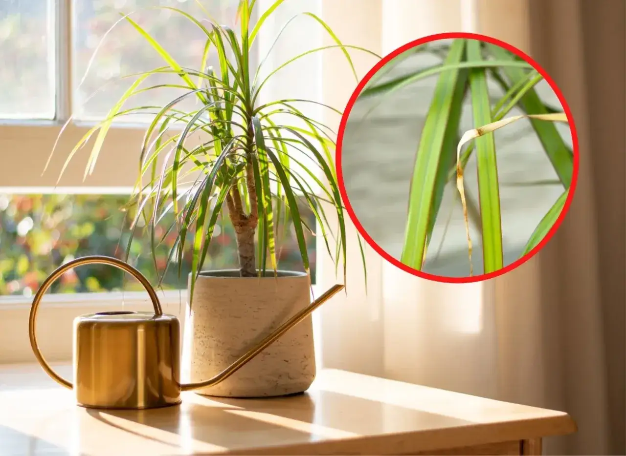 Dracena z suchymi końcówkami liści. Jaka ziemia będzie najlepsza dla tej rośliny? Złota konewka obok.
