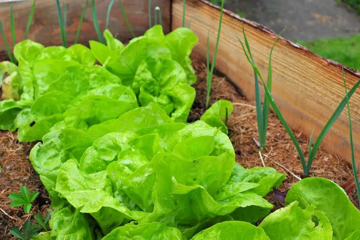 Salades vertes et jeunes pousses d'oignons dans un potager surélevé, prêtes à faire pommer.