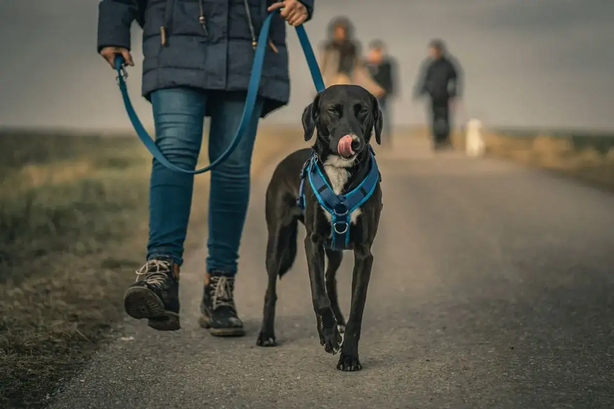 Un perro negro con arn&eacute;s azul lame su hocico mientras pasear con mi perro es un infierno. A lo lejos, personas borrosas caminan.