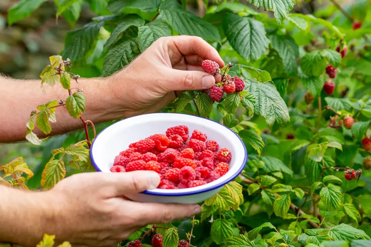 Main tenant une coupe de framboises rouges et juteuses, cueillies à la main. C'est le moment idéal pour savoir quand pousse les framboises.