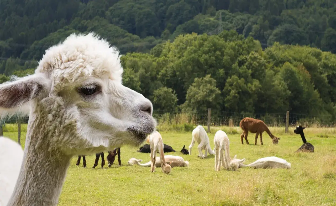 Ein wei&szlig;es Alpaka im Vordergrund, im Hintergrund eine Herde Alpakas auf einer Wiese bei Gummersbach.