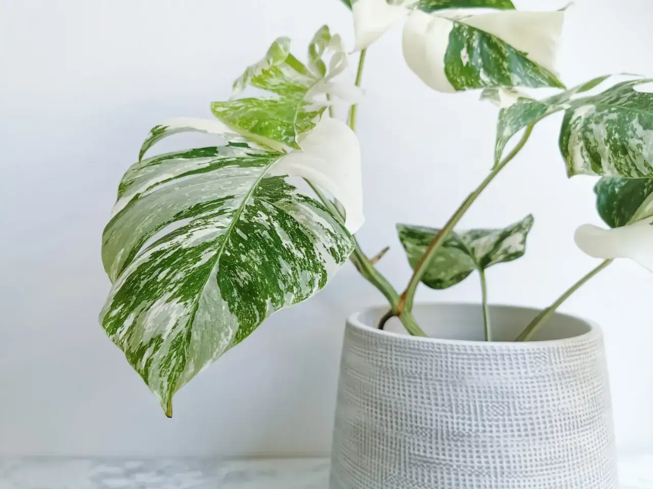 Monstera variegata w szarej donicy. Jej liście, niczym dzieła sztuki, zdobią niespotykane kwiaty doniczkowe, łącząc zieleń z bielą.
