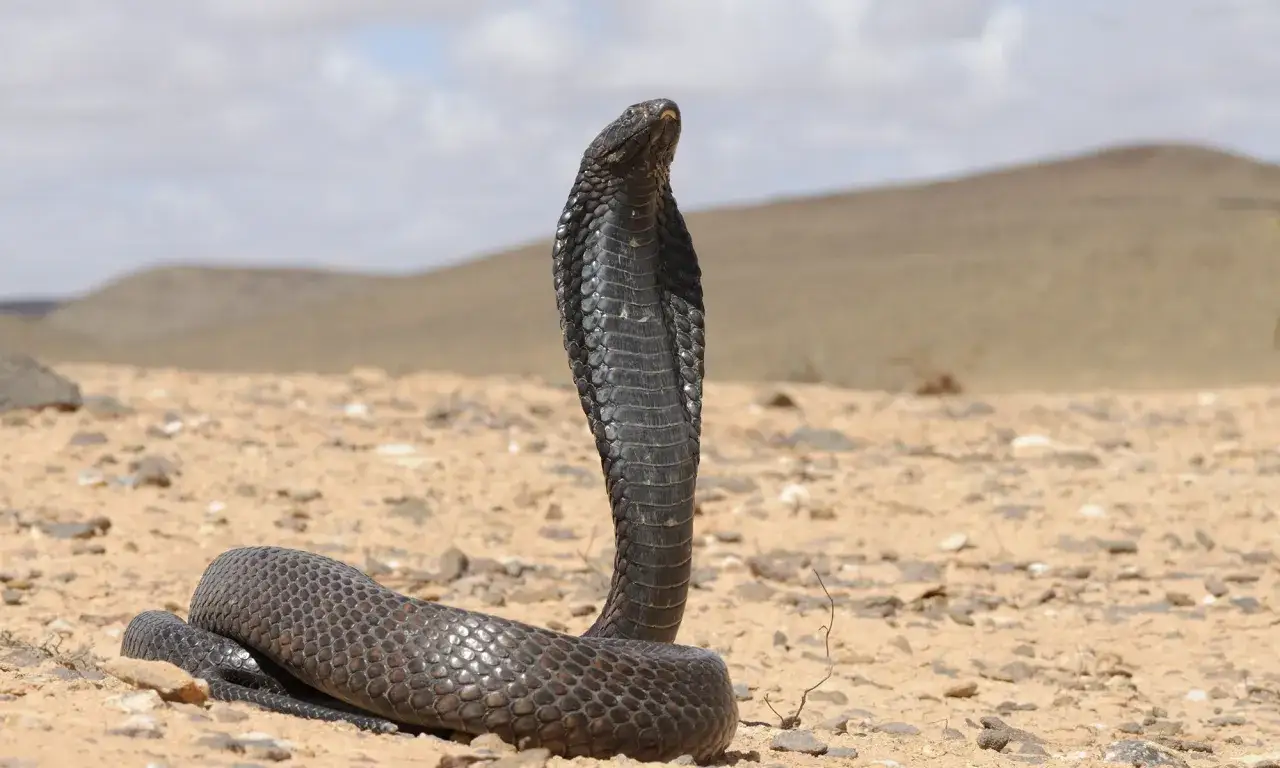 Serpiente con cuernos, con su cuerpo enrollado en la arena del desierto, levanta la cabeza con cautela.