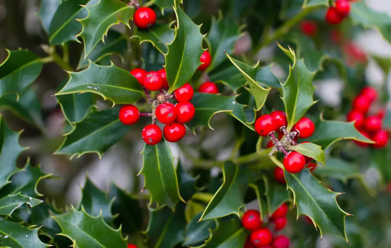 Ramitas de acebo con sus hojas verdes y espinosas, adornadas con vibrantes bayas rojas, evocando la magia del acebo y mu&eacute;rdago navide&ntilde;o.