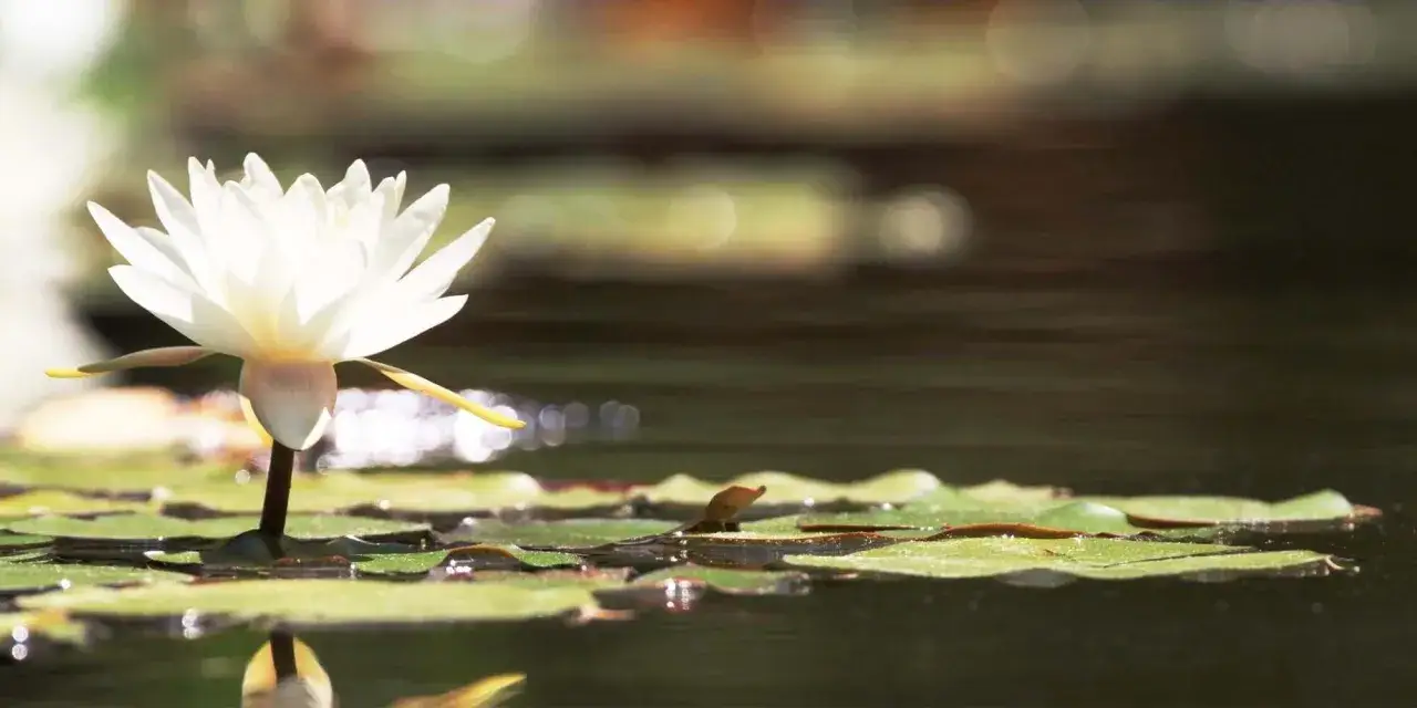 Una flor de loto blanca emerge serena sobre el agua, simbolizando pureza y renacimiento.