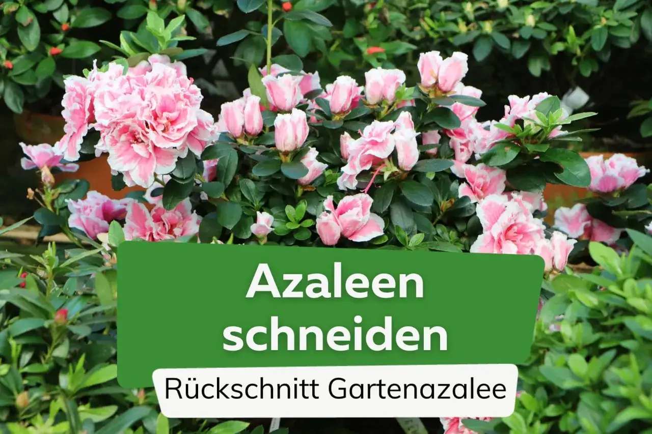Zarte rosa und weiße Azaleenblüten. Der Text