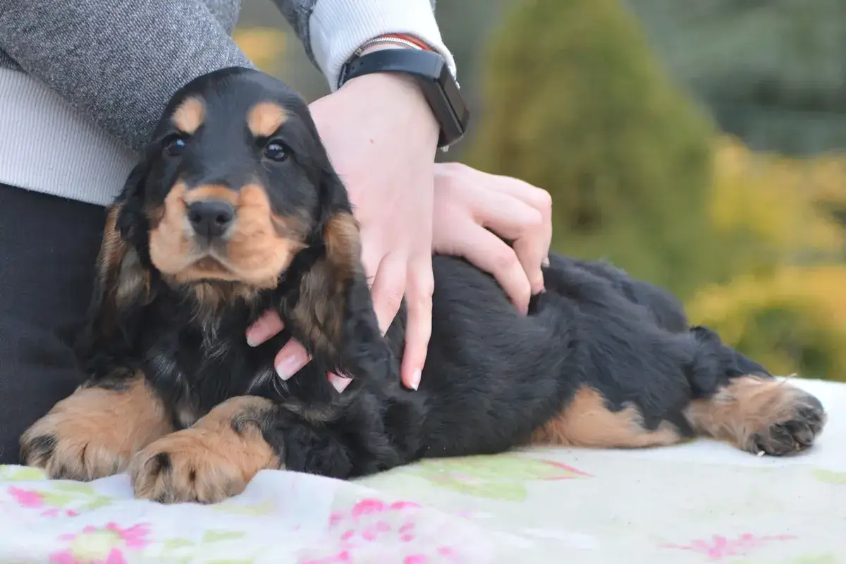 Uroczy szczeniak cocker spaniel o czarno-rudych kolorach, pieszczony przez dłonie.