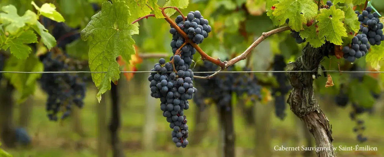Dojrzałe grona winogron Cabernet Sauvignon na winorośli, gotowe na wspaniałe bordeaux wino z Saint-Émilion.