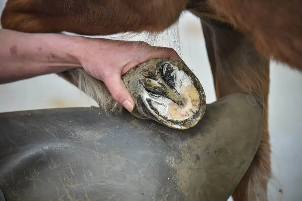 Examen d'un sabot de cheval, peut-être pour identifier des symptômes de fourbure. Un sabot sain est essentiel.