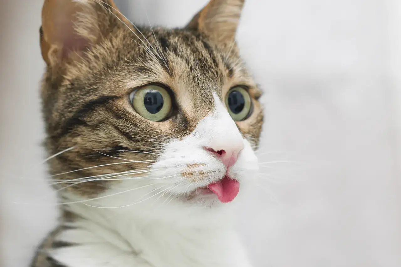 Un chat tigré aux grands yeux verts tire la langue, l'air surpris. On se demande pourquoi mon chat tire la langue, peut-être pour goûter l'air ?